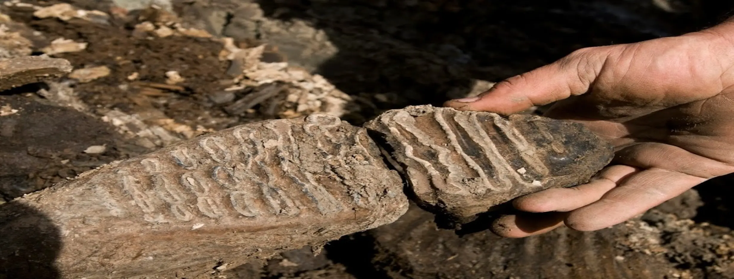 Image for Fossil Discoveries